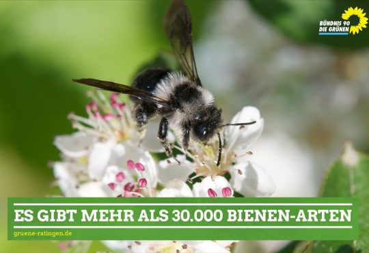 Es gibt mehr als 30.000 Bienenarten.